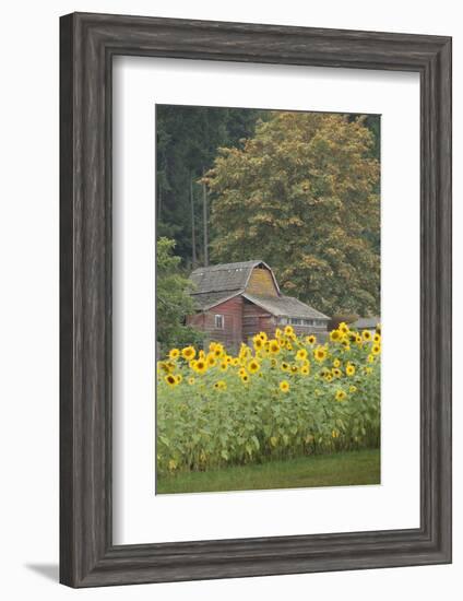 Canada, British Columbia, Cowichan Valley. Row of Sunflowers and Old Red Barn-Kevin Oke-Framed Photographic Print