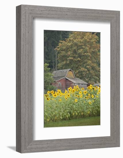 Canada, British Columbia, Cowichan Valley. Row of Sunflowers and Old Red Barn-Kevin Oke-Framed Photographic Print