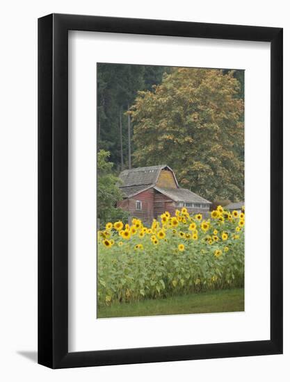 Canada, British Columbia, Cowichan Valley. Row of Sunflowers and Old Red Barn-Kevin Oke-Framed Photographic Print