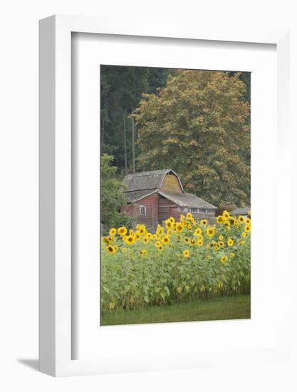 Canada, British Columbia, Cowichan Valley. Row of Sunflowers and Old Red Barn-Kevin Oke-Framed Photographic Print