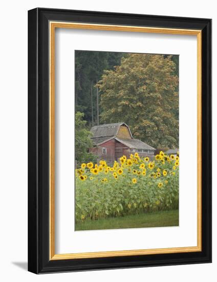 Canada, British Columbia, Cowichan Valley. Row of Sunflowers and Old Red Barn-Kevin Oke-Framed Photographic Print