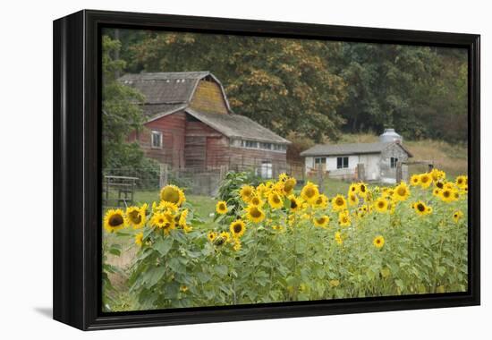 Canada, British Columbia, Cowichan Valley. Sunflowers in Front of Old Buildings, Glenora-Kevin Oke-Framed Premier Image Canvas