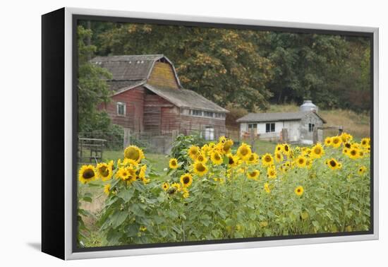 Canada, British Columbia, Cowichan Valley. Sunflowers in Front of Old Buildings, Glenora-Kevin Oke-Framed Premier Image Canvas