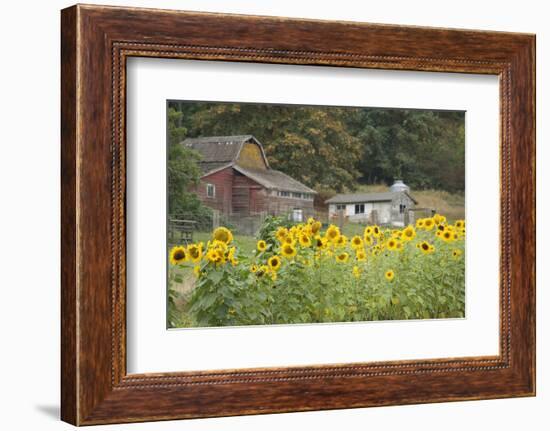 Canada, British Columbia, Cowichan Valley. Sunflowers in Front of Old Buildings, Glenora-Kevin Oke-Framed Photographic Print