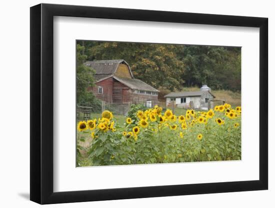 Canada, British Columbia, Cowichan Valley. Sunflowers in Front of Old Buildings, Glenora-Kevin Oke-Framed Photographic Print