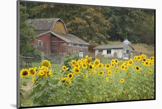 Canada, British Columbia, Cowichan Valley. Sunflowers in Front of Old Buildings, Glenora-Kevin Oke-Mounted Photographic Print