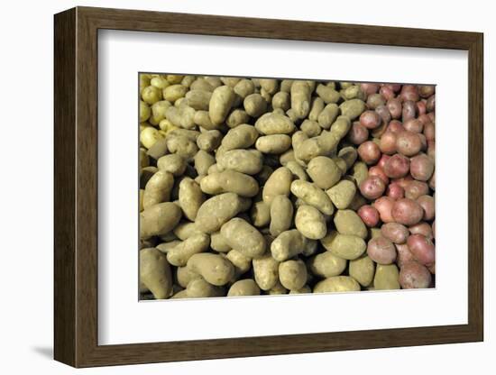 Canada, British Columbia, Cowichan Valley. Yellow and Red Potatoes for Sale at a Market-Kevin Oke-Framed Photographic Print