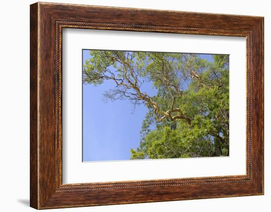 Canada, British Columbia, Galiano Island, Montague Harbour. Arbutus Trees in Montague Harbour-Kevin Oke-Framed Photographic Print