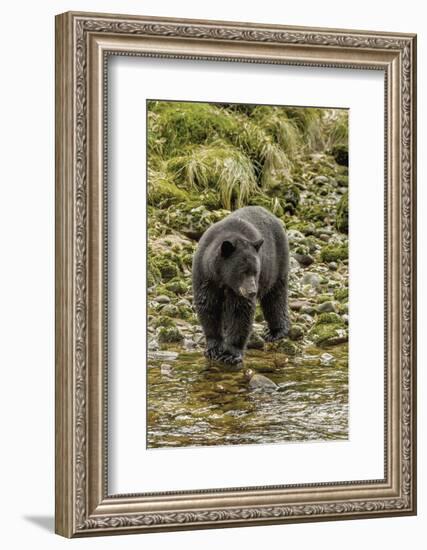 Canada, British Columbia, Inside Passage. Black Bear Fishing on Qua Creek-Jaynes Gallery-Framed Photographic Print