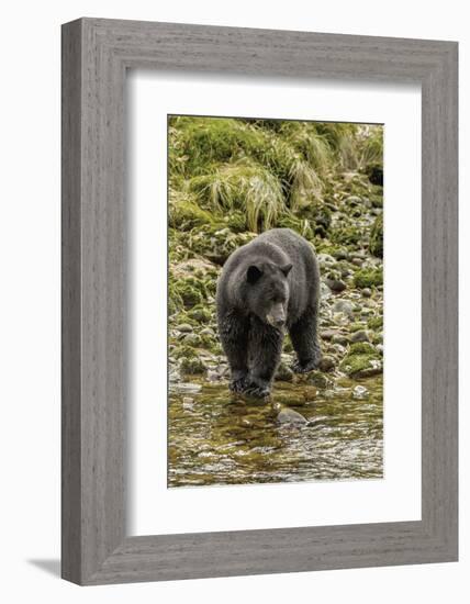 Canada, British Columbia, Inside Passage. Black Bear Fishing on Qua Creek-Jaynes Gallery-Framed Photographic Print