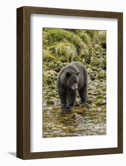 Canada, British Columbia, Inside Passage. Black Bear Fishing on Qua Creek-Jaynes Gallery-Framed Photographic Print