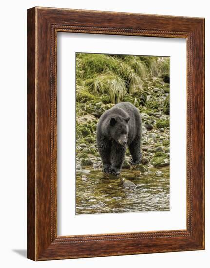 Canada, British Columbia, Inside Passage. Black Bear Fishing on Qua Creek-Jaynes Gallery-Framed Photographic Print