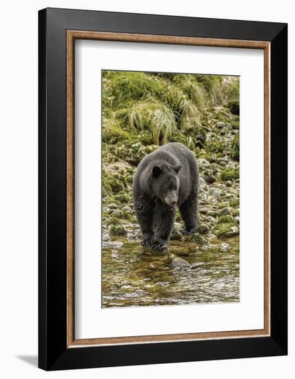 Canada, British Columbia, Inside Passage. Black Bear Fishing on Qua Creek-Jaynes Gallery-Framed Photographic Print