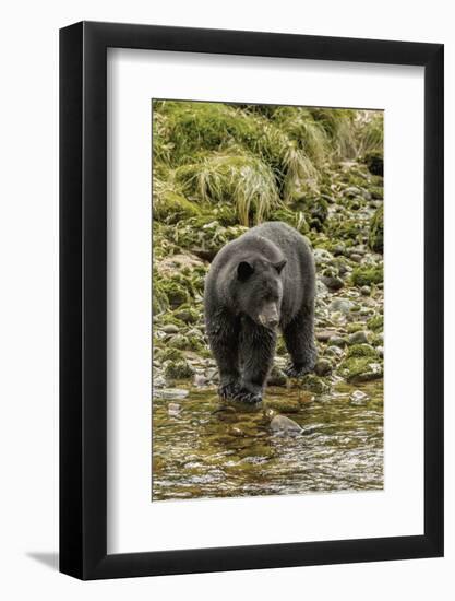 Canada, British Columbia, Inside Passage. Black Bear Fishing on Qua Creek-Jaynes Gallery-Framed Photographic Print