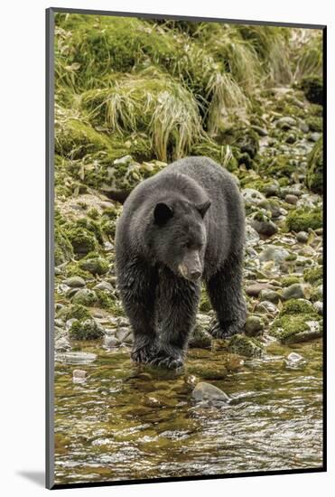 Canada, British Columbia, Inside Passage. Black Bear Fishing on Qua Creek-Jaynes Gallery-Mounted Photographic Print