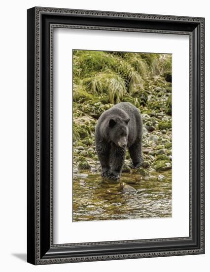 Canada, British Columbia, Inside Passage. Black Bear Fishing on Qua Creek-Jaynes Gallery-Framed Photographic Print