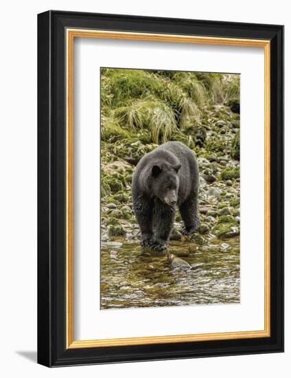 Canada, British Columbia, Inside Passage. Black Bear Fishing on Qua Creek-Jaynes Gallery-Framed Photographic Print