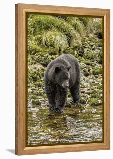 Canada, British Columbia, Inside Passage. Black Bear Fishing on Qua Creek-Jaynes Gallery-Framed Premier Image Canvas