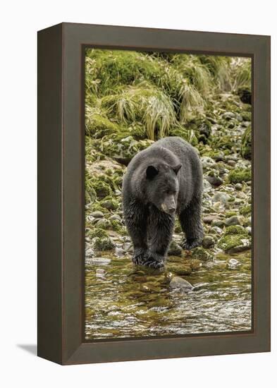 Canada, British Columbia, Inside Passage. Black Bear Fishing on Qua Creek-Jaynes Gallery-Framed Premier Image Canvas