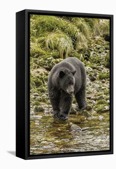 Canada, British Columbia, Inside Passage. Black Bear Fishing on Qua Creek-Jaynes Gallery-Framed Premier Image Canvas