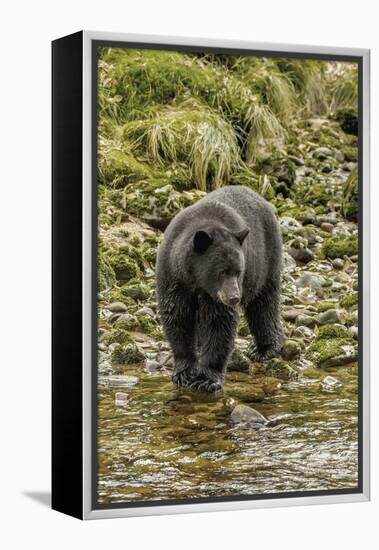 Canada, British Columbia, Inside Passage. Black Bear Fishing on Qua Creek-Jaynes Gallery-Framed Premier Image Canvas