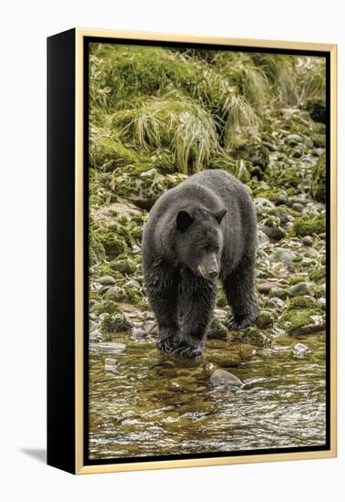 Canada, British Columbia, Inside Passage. Black Bear Fishing on Qua Creek-Jaynes Gallery-Framed Premier Image Canvas