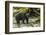 Canada, British Columbia, Inside Passage. Black Bear Fishing on Qua Creek-Jaynes Gallery-Framed Photographic Print