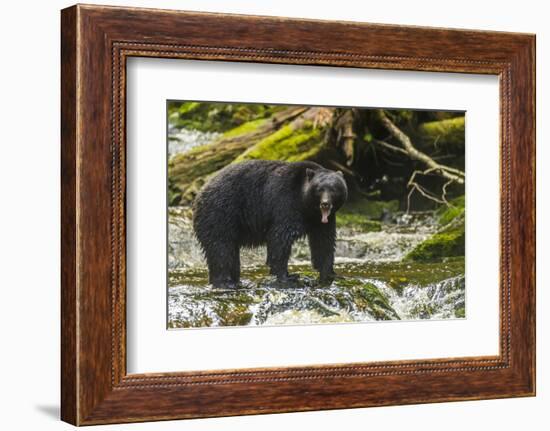 Canada, British Columbia, Inside Passage. Black Bear Fishing on Qua Creek-Jaynes Gallery-Framed Photographic Print