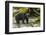 Canada, British Columbia, Inside Passage. Black Bear Fishing on Qua Creek-Jaynes Gallery-Framed Photographic Print