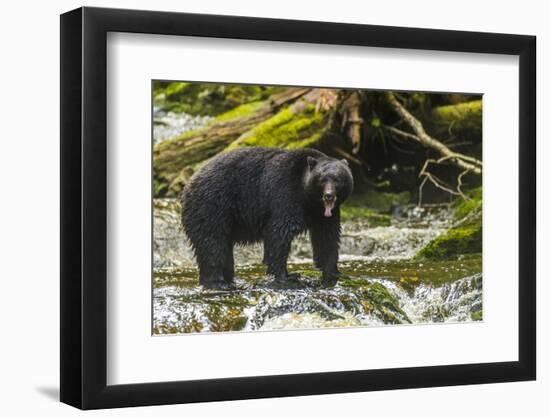 Canada, British Columbia, Inside Passage. Black Bear Fishing on Qua Creek-Jaynes Gallery-Framed Photographic Print