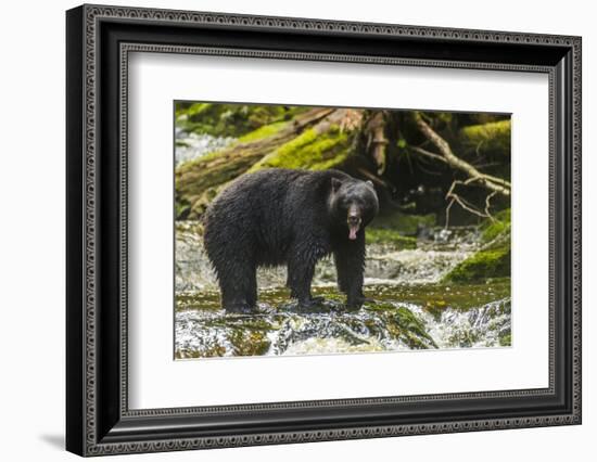 Canada, British Columbia, Inside Passage. Black Bear Fishing on Qua Creek-Jaynes Gallery-Framed Photographic Print