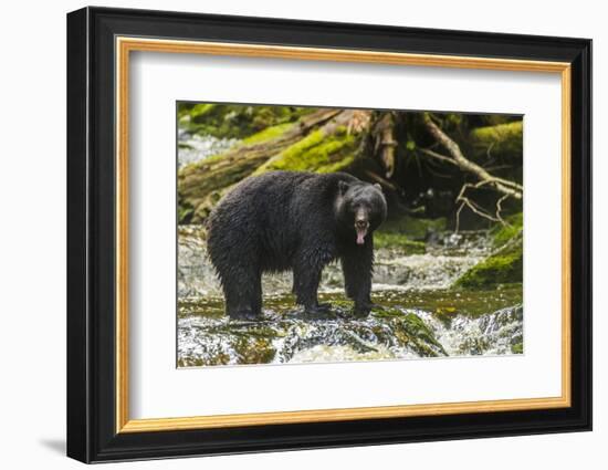 Canada, British Columbia, Inside Passage. Black Bear Fishing on Qua Creek-Jaynes Gallery-Framed Photographic Print