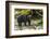 Canada, British Columbia, Inside Passage. Black Bear Fishing on Qua Creek-Jaynes Gallery-Framed Photographic Print