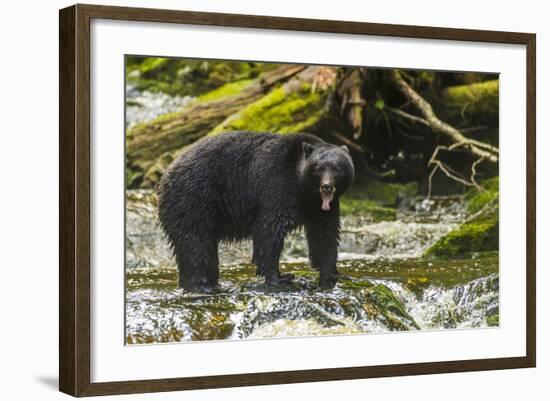 Canada, British Columbia, Inside Passage. Black Bear Fishing on Qua Creek-Jaynes Gallery-Framed Photographic Print