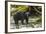 Canada, British Columbia, Inside Passage. Black Bear Fishing on Qua Creek-Jaynes Gallery-Framed Photographic Print