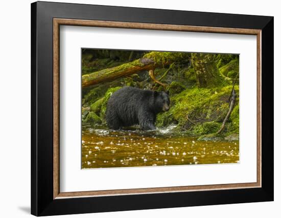 Canada, British Columbia, Inside Passage. Black Bear Fishing on Qua Creek-Jaynes Gallery-Framed Photographic Print