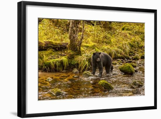 Canada, British Columbia, Inside Passage. Black Bear Fishing on Riordan Creek-Jaynes Gallery-Framed Photographic Print