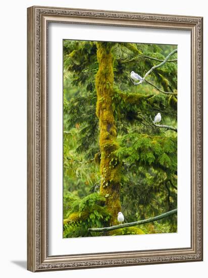 Canada, British Columbia, Inside Passage. Mew Gulls in Tree-Jaynes Gallery-Framed Photographic Print