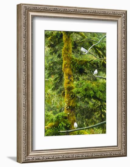 Canada, British Columbia, Inside Passage. Mew Gulls in Tree-Jaynes Gallery-Framed Photographic Print