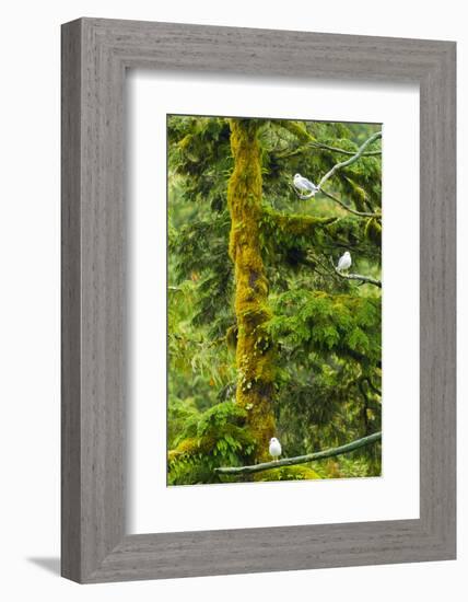 Canada, British Columbia, Inside Passage. Mew Gulls in Tree-Jaynes Gallery-Framed Photographic Print