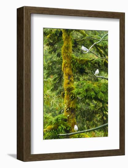 Canada, British Columbia, Inside Passage. Mew Gulls in Tree-Jaynes Gallery-Framed Photographic Print