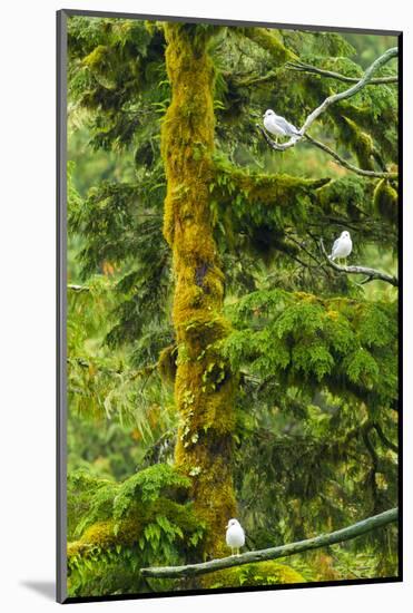 Canada, British Columbia, Inside Passage. Mew Gulls in Tree-Jaynes Gallery-Mounted Photographic Print