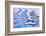 Canada, British Columbia, Inside Passage. Patterns in Boat Wake-Don Paulson-Framed Photographic Print