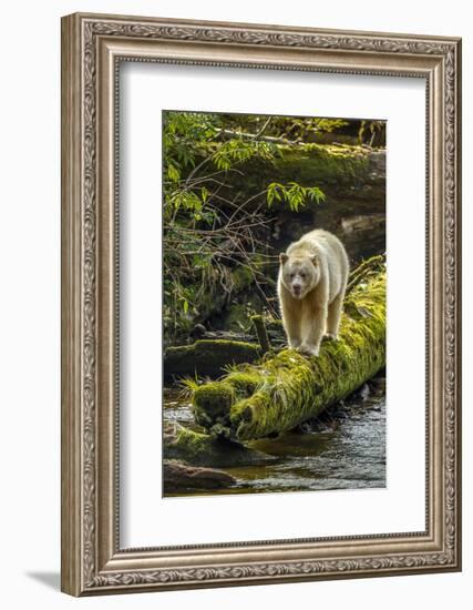 Canada, British Columbia, Inside Passage. White Spirit Bear Hunts for Fish on Riordan Creek-Jaynes Gallery-Framed Photographic Print