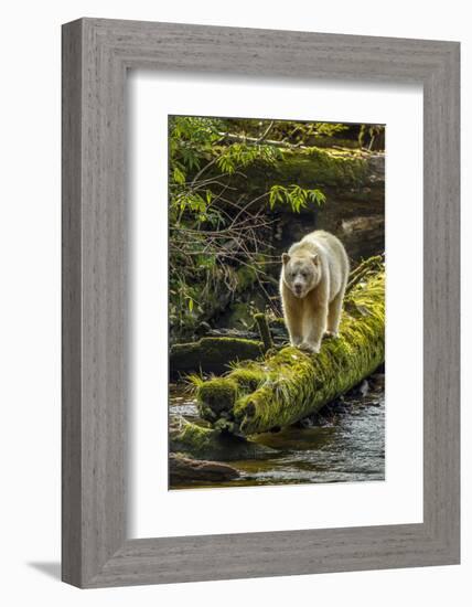 Canada, British Columbia, Inside Passage. White Spirit Bear Hunts for Fish on Riordan Creek-Jaynes Gallery-Framed Photographic Print