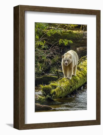 Canada, British Columbia, Inside Passage. White Spirit Bear Hunts for Fish on Riordan Creek-Jaynes Gallery-Framed Photographic Print