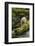 Canada, British Columbia, Inside Passage. White Spirit Bear Hunts for Fish on Riordan Creek-Jaynes Gallery-Framed Photographic Print