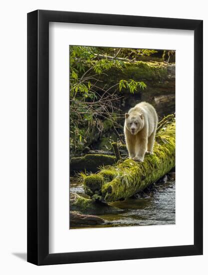 Canada, British Columbia, Inside Passage. White Spirit Bear Hunts for Fish on Riordan Creek-Jaynes Gallery-Framed Photographic Print