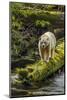 Canada, British Columbia, Inside Passage. White Spirit Bear Hunts for Fish on Riordan Creek-Jaynes Gallery-Mounted Photographic Print