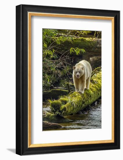 Canada, British Columbia, Inside Passage. White Spirit Bear Hunts for Fish on Riordan Creek-Jaynes Gallery-Framed Photographic Print